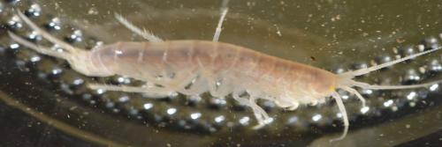 Réf. 283 361 : Niphargus sp.